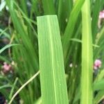 Oryza glaberrima Leaf