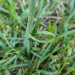 Spiranthes vernalis ᱥᱟᱠᱟᱢ