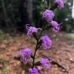 Liatris squarrosa Kukka