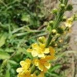 Agrimonia eupatoriaFlower