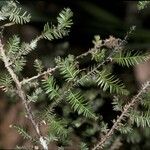Dacrycarpus dacrydioides Bark