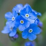 Myosotis alpestrisFlor