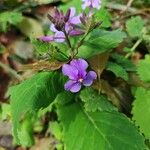 Orychophragmus violaceus Flor