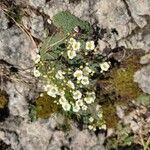 Saxifraga squarrosa Floare