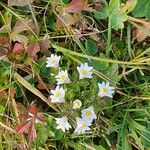 Euphrasia alpinaΛουλούδι