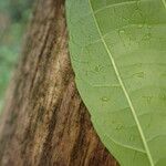 Discoglypremna caloneura Hoja