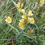 Linaria vulgarisFlower