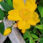 Hypericum × hidcoteense ফুল