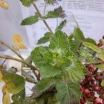 Marsypianthes chamaedrys Otro