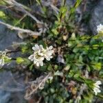 Arabis soyeri Flower