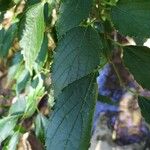 Celtis australisLeaf