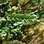 Polemonium pulcherrimum Leaf