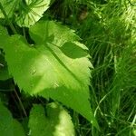 Symphyotrichum cordifolium Blad