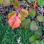 Rubus discolor برگ