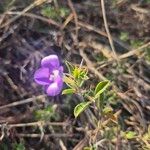 Barleria delamerei 花