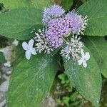 Hydrangea involucrata Blüte