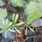 Galium maritimum Leaf