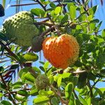 Annona spinescens