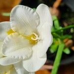 Freesia leichtlinii Λουλούδι