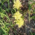 Castilleja occidentalis Žiedas