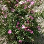 Rosa webbiana Flower