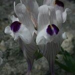 Linaria verticillata Floro