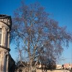 Platanus x hispanica 形態