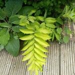 Polygonatum biflorum Blad