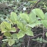 Rubus pensilvanicus Blatt