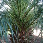 Phoenix canariensis Hoja