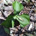 Trillium erectum برگ