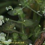 Lemna trisulca Hoja