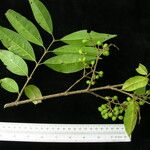 Ligustrum confusum Otro