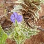 Blepharis linariifolia Flower