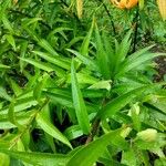 Lilium henryi Hoja