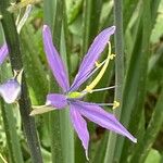 Camassia leichtlinii Flor
