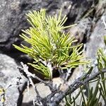 Rhamnus lycioides Leaf