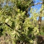 Salix aurita برگ