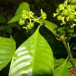 Psychotria racemosa Deilen