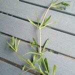 Galium aparine Leaf