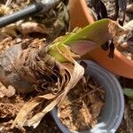 Amaryllis belladonna पत्ता