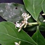 Rudgea cornifolia Outro