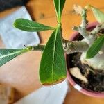 Adenium obesum Blatt