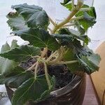 Begonia heracleifolia 叶