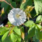 Distimake aegyptius फूल
