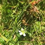 Sagina glabra Flower