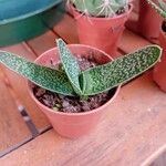 Gasteria carinata Leaf