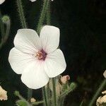 Geranium maderense Blomma