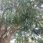 Eucalyptus viminalis Liść