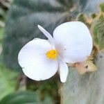 Begonia subvillosa Λουλούδι